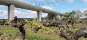 Le lobby viticole a réussi à modifier le tracé de la ligne nouvelle... Le viaduc de Vernègues au-dessus des vignes. © Christophe RECOURA/LVDR