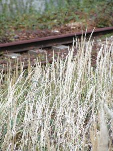 En vingt ans, la SNCF a réussi à faire diminuer de 40 % la quantité de produits utilisés par les trains désherbeurs. © Christian BESNARD/LVDR